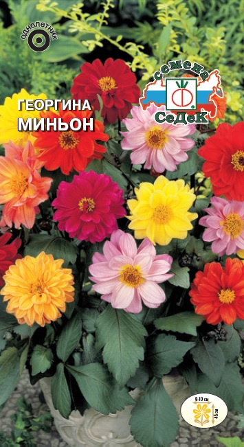 Семена цветов - Георгина Миньон  0,2 гр.