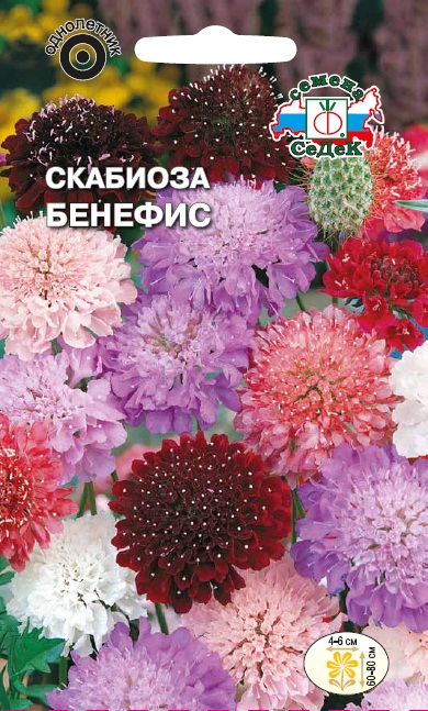 Семена цветов - Скабиоза Бенефис  0,3 гр.