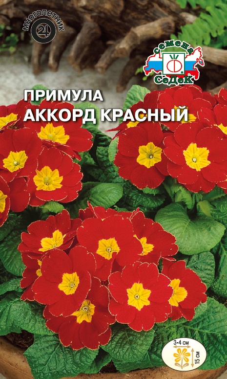 Семена цветов - Примула Аккорд Красный  5 шт