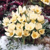 Крокус Крем Бьюти (Crocus chrysanthus Cream Beauty)