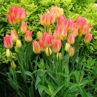 Тюльпан Антуанетта (Tulipa Antoinette)